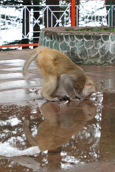 Monos Rhesus — Foto de Stock