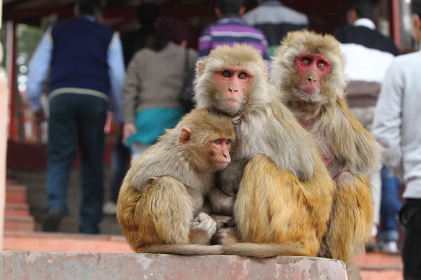 Rhesus Monkeys — Stock Photo, Image