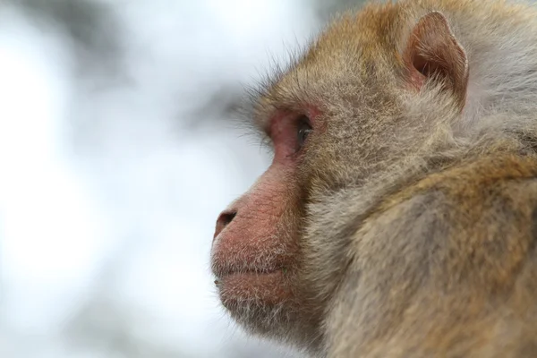 Rhesus Monkeys — Stock Photo, Image