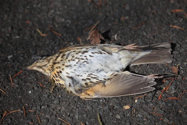 Accelera morto sul ciglio della strada — Foto Stock