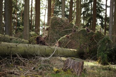 Fırtına sonrası Ladin ormanı