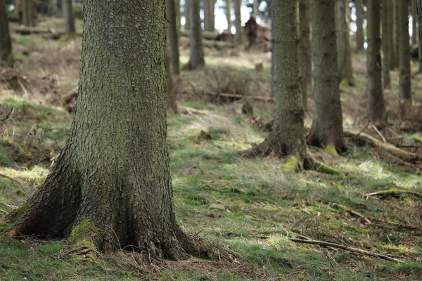 Forêt d'épinette — Photo