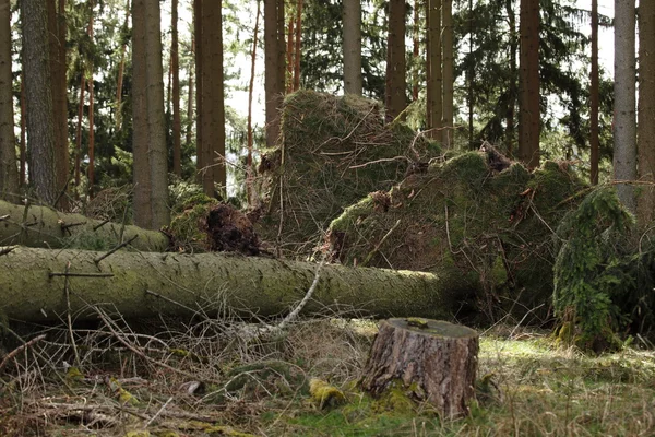 Floresta de abeto após a tempestade — Fotografia de Stock