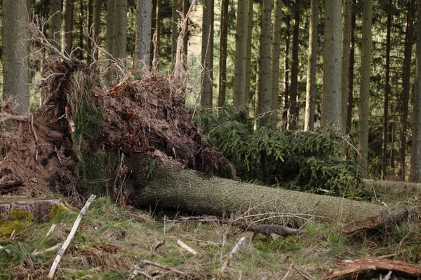 Forêt d'épinettes après la tempête — Photo