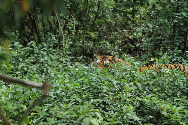 Indiase tijger in de jungle — Stockfoto