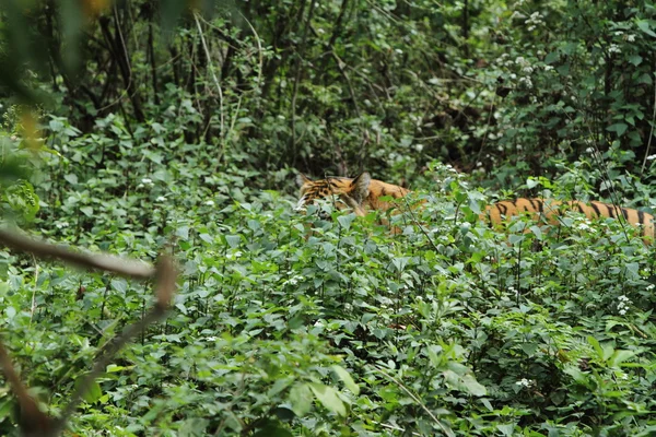 Tigre indiana nella giungla — Foto Stock