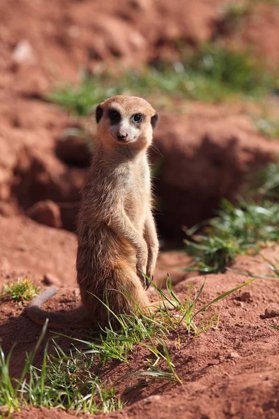 Meerkats do Kalahari — Fotografia de Stock