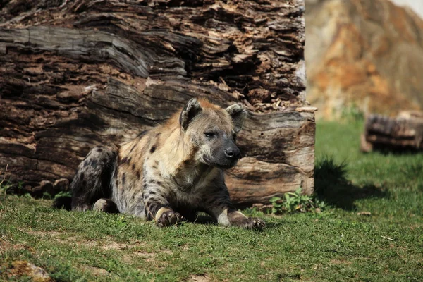 Sebuah hyena — Stok Foto