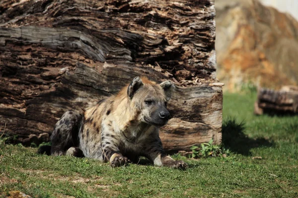 Sebuah hyena — Stok Foto