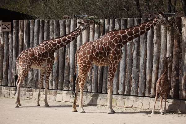 Giraffe — Stock Photo, Image