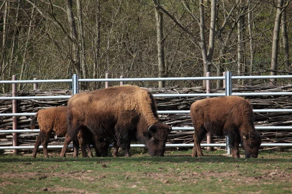 European Bison — Stock Photo, Image