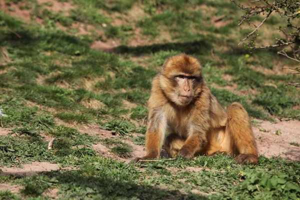 Macaco de Barabario — Foto de Stock