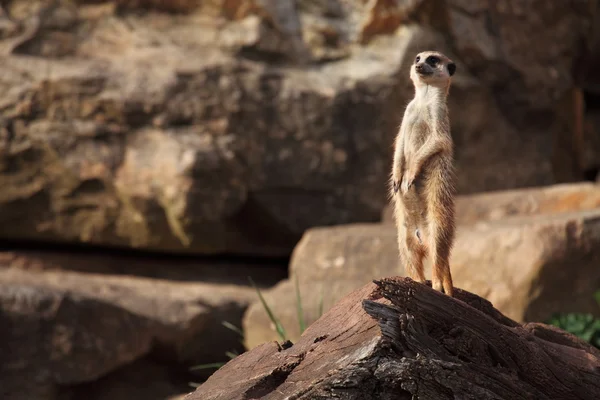 Meerkats do Kalahari — Fotografia de Stock