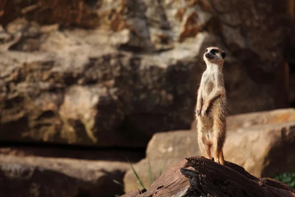 Meerkats do Kalahari — Fotografia de Stock