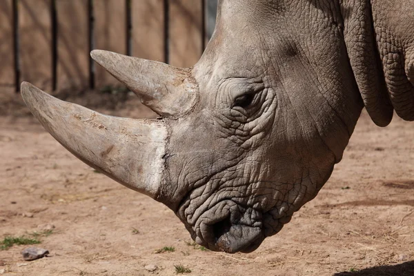 Rinoceronte branco Fotografias De Stock Royalty-Free
