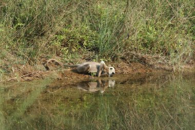 Hanuman langurlar Nepal Bardia Milli Parkı'nda