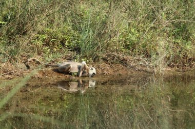 Hanuman langurlar Nepal Bardia Milli Parkı'nda