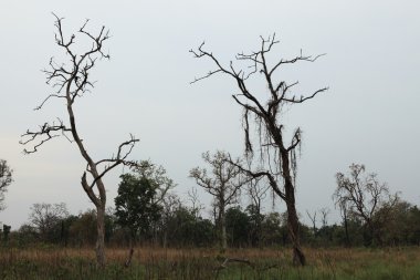Bardia Milli Parkı Nepal eski ağaçlar