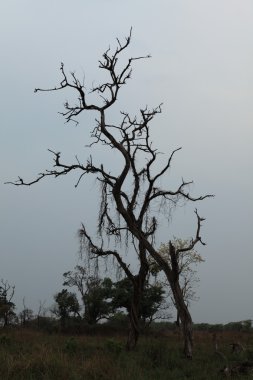 Bardia Milli Parkı Nepal eski ağaçlar