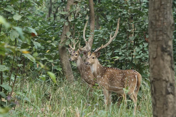 As herten in de jungles van Nepal — Stockfoto