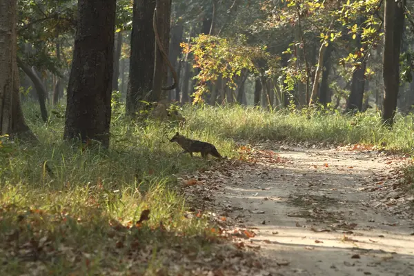 Gouden Jackal in Bardia Nationaal Park Nepal — Stockfoto