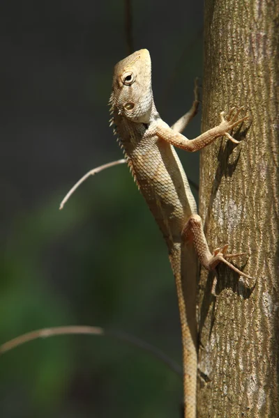 Lagarto marrom no Parque Nacional da Bardia Nepal — Fotografia de Stock