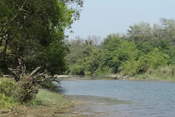 Taman Nasional Bardia di Nepal — Stok Foto