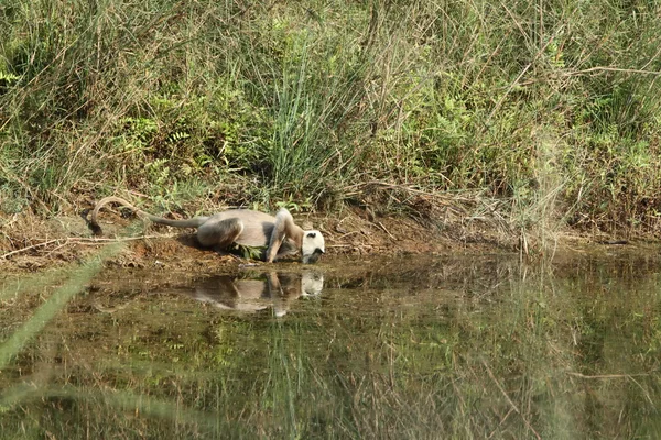 Hanuman langurs Nepál András Nemzeti Park — Stock Fotó