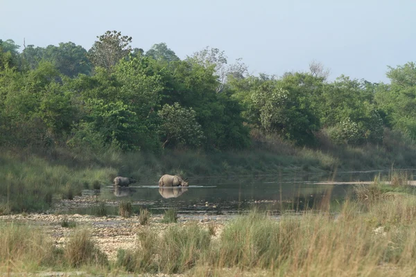 Indian rhinoceros in Bardia National Park Nepal — Stock Photo, Image