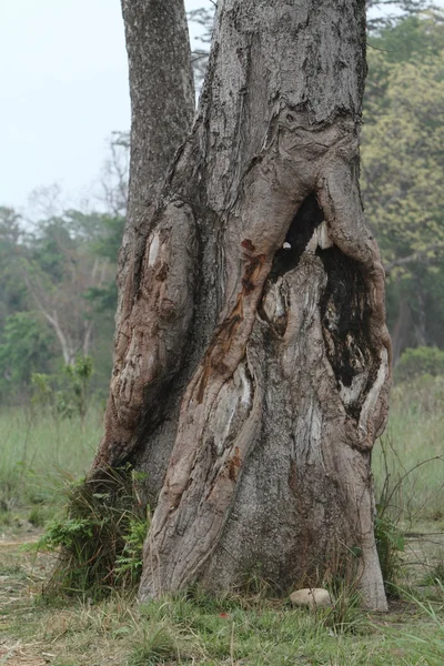 Starý strom v národním parku Bardií Nepálu — Stock fotografie