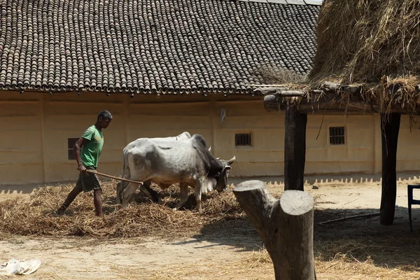 ネパールの農業 — ストック写真