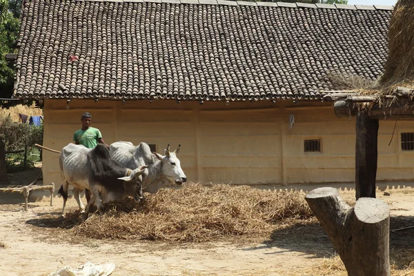 ネパールの農業 — ストック写真