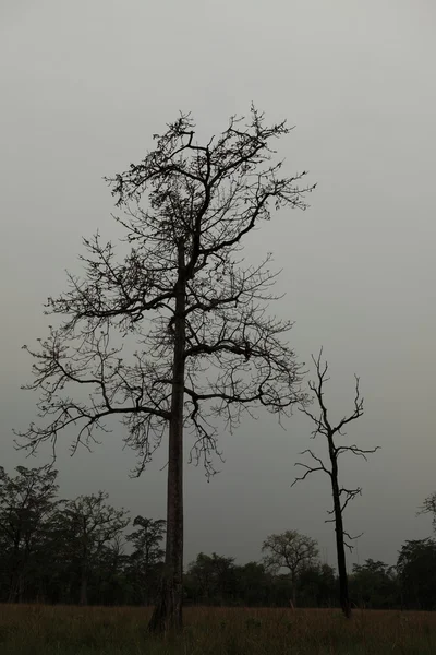 Árboles viejos en el Parque Nacional Bardia Nepal — Foto de Stock