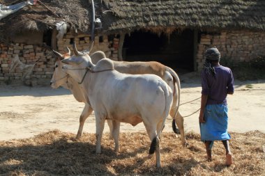 Tarım Nepal