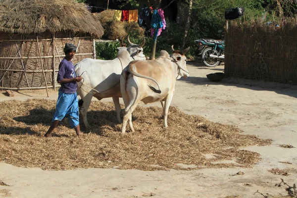 Rolnictwo w Nepalu — Zdjęcie stockowe