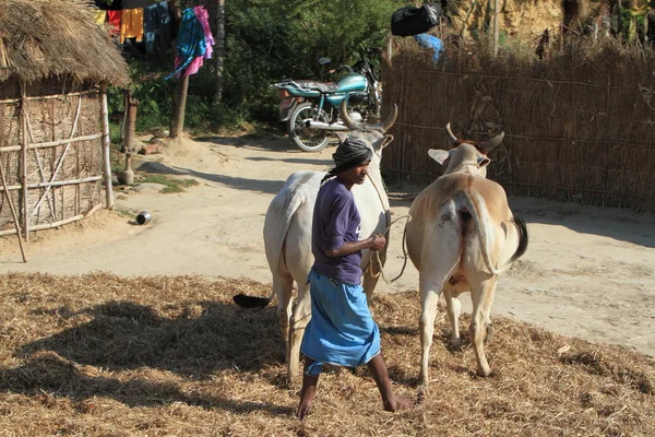 Rolnictwo w Nepalu — Zdjęcie stockowe