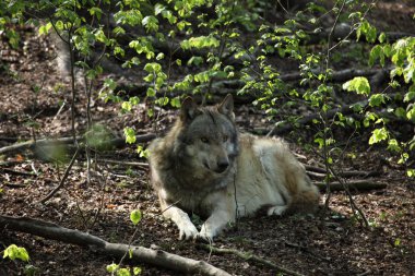 Ormanın içinde bir Avrupa kurt