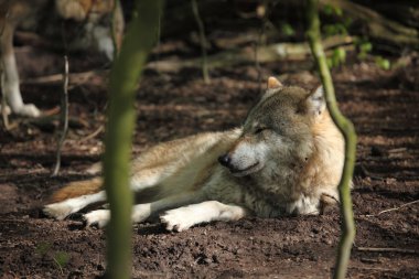 Ormanın içinde bir Avrupa kurt