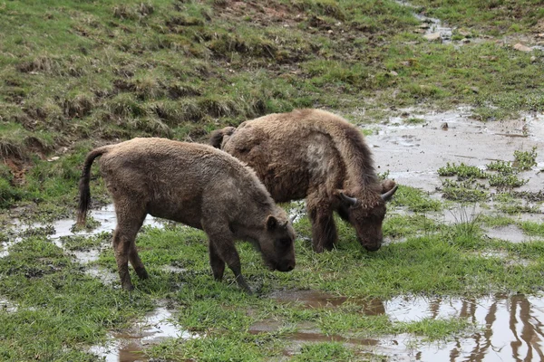 Η Ευρωπαϊκή Bison σε ένα λιβάδι — Φωτογραφία Αρχείου