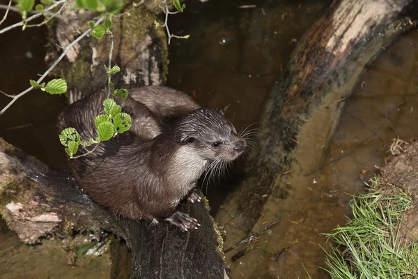 Vahşi hayatta Avrupa su samuru