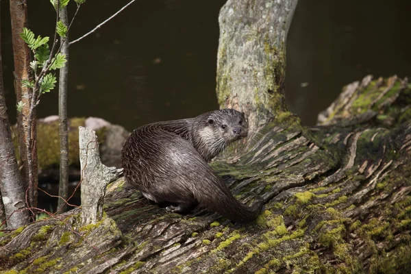 European Otter in the Wild Life — Stock Photo, Image