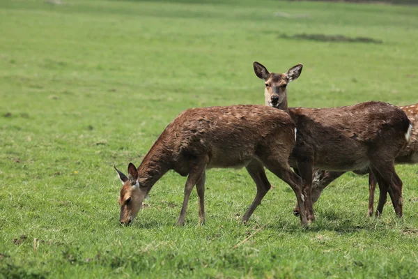 Sika cervo nella foresta — Foto Stock