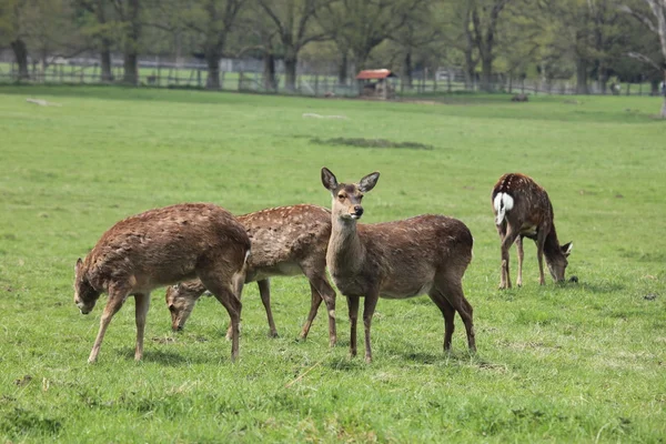 Sika deer in the forest — Stock Photo, Image