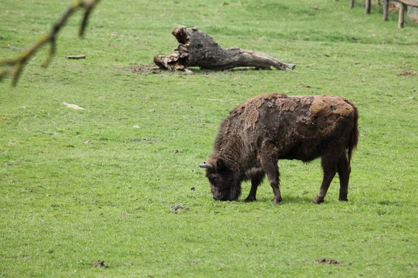 O bisão europeu em um prado — Fotografia de Stock