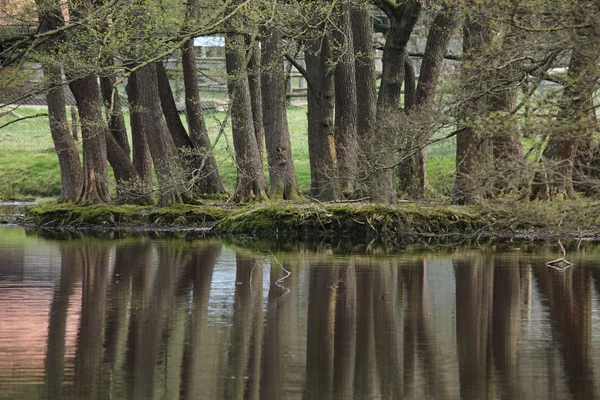 Reflexiones del bosque en un lago — Foto de Stock