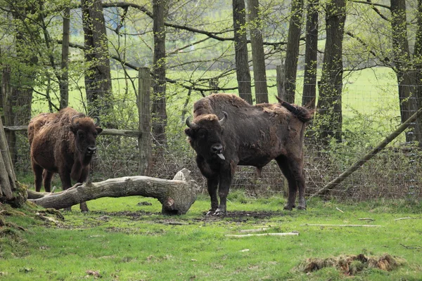 El bisonte europeo en un prado —  Fotos de Stock