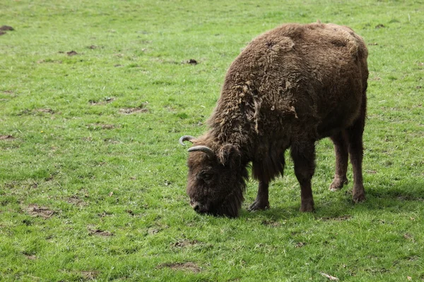 Η Ευρωπαϊκή Bison σε ένα λιβάδι — Φωτογραφία Αρχείου