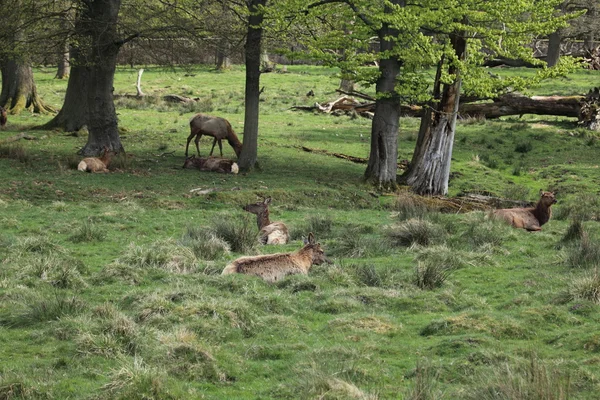 Sika jelen v lese — Stock fotografie