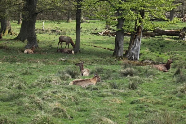 Sika Hirsche im Wald — Stockfoto