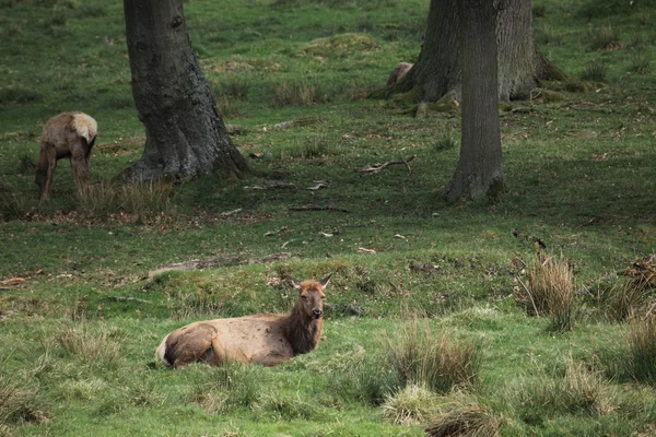 Cerf sika dans la forêt — Photo